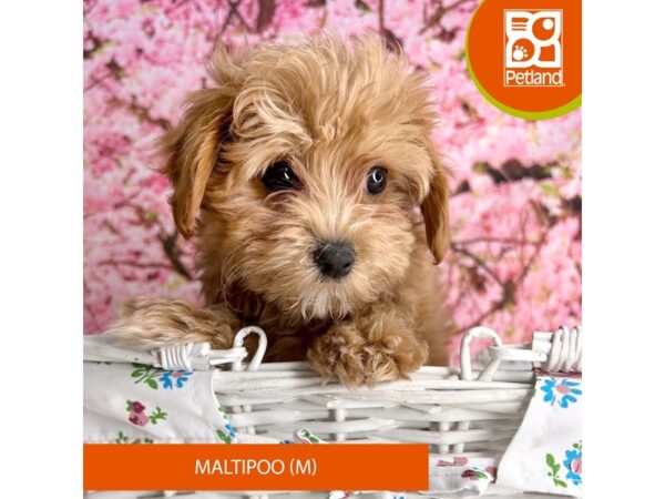 Poodle/Maltese Dog Male Apricot 2251 Petland Beavercreek, OH