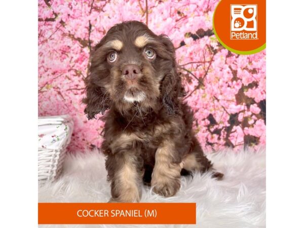 Cocker Spaniel – 2248
