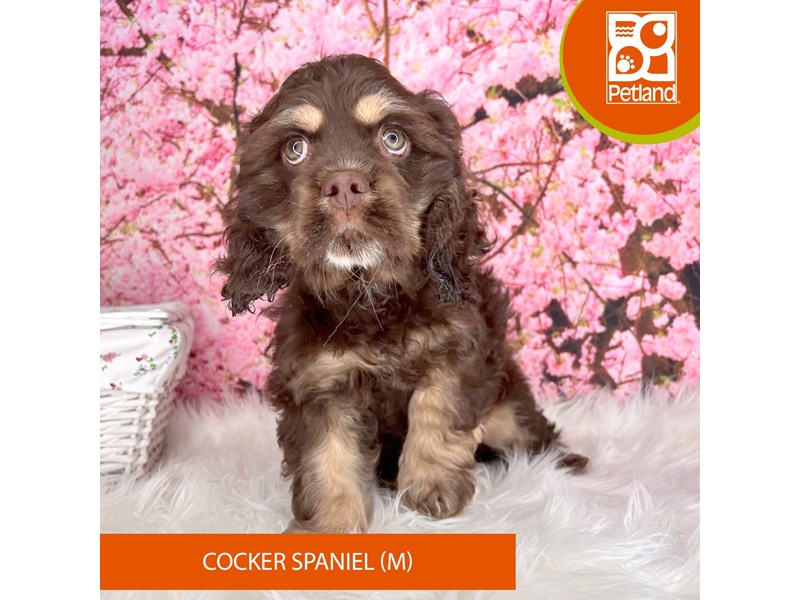Cocker Spaniel - 2248 Image #1