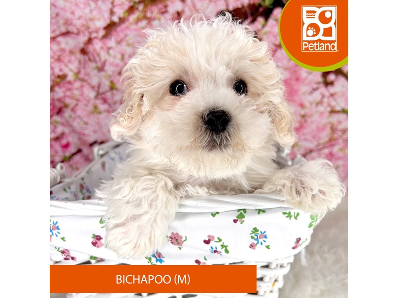 Bichapoo - 2259 Image #1