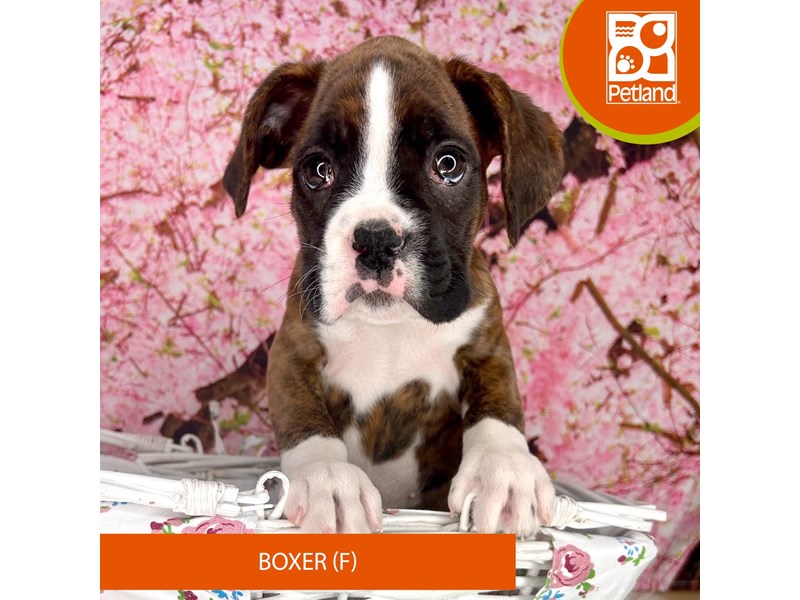 Boxer - 2268 Image #1