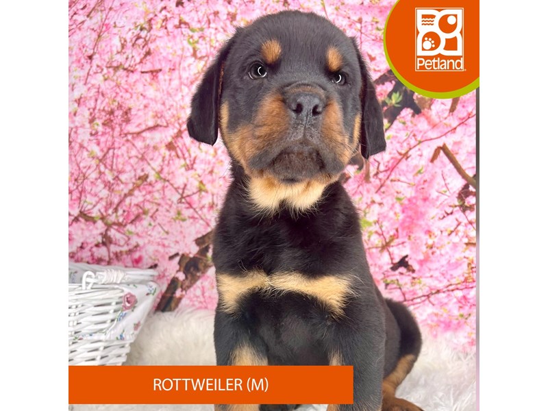 Rottweiler - 2267 Image #1