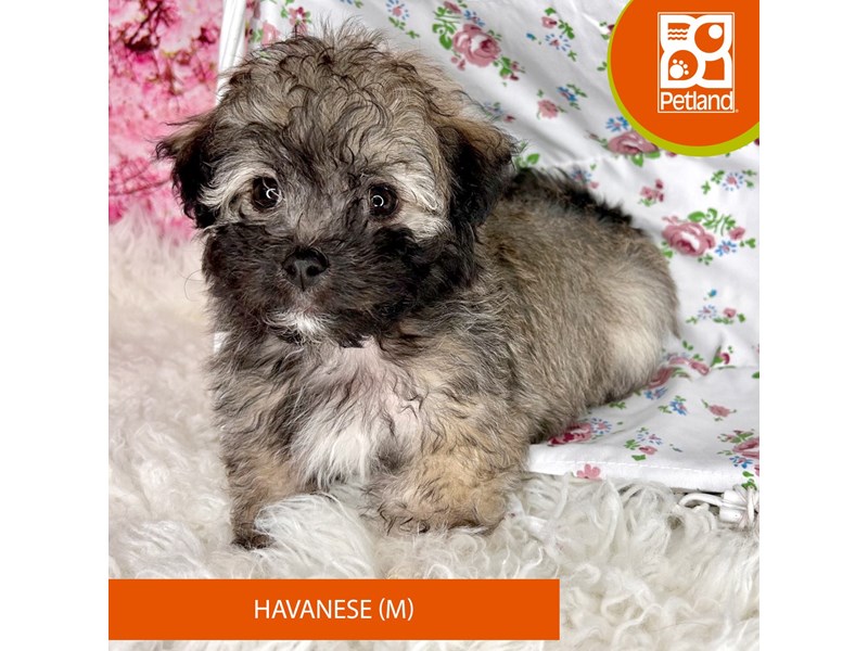 Havanese - 2266 Image #1