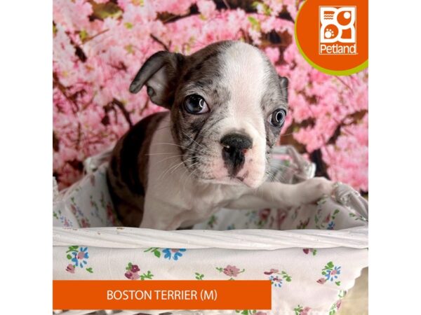 Boston Terrier – 2283