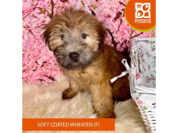 Soft Coated Wheaten Terrier – 2281