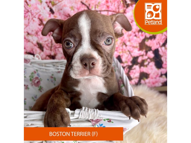 Boston Terrier - 2280 Image #1
