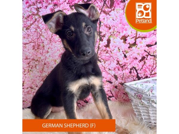 German Shepherd Dog – 2279