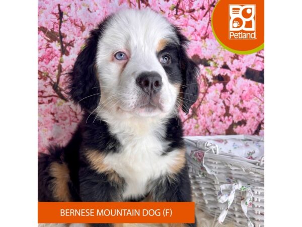Bernese Mountain Dog – 2278