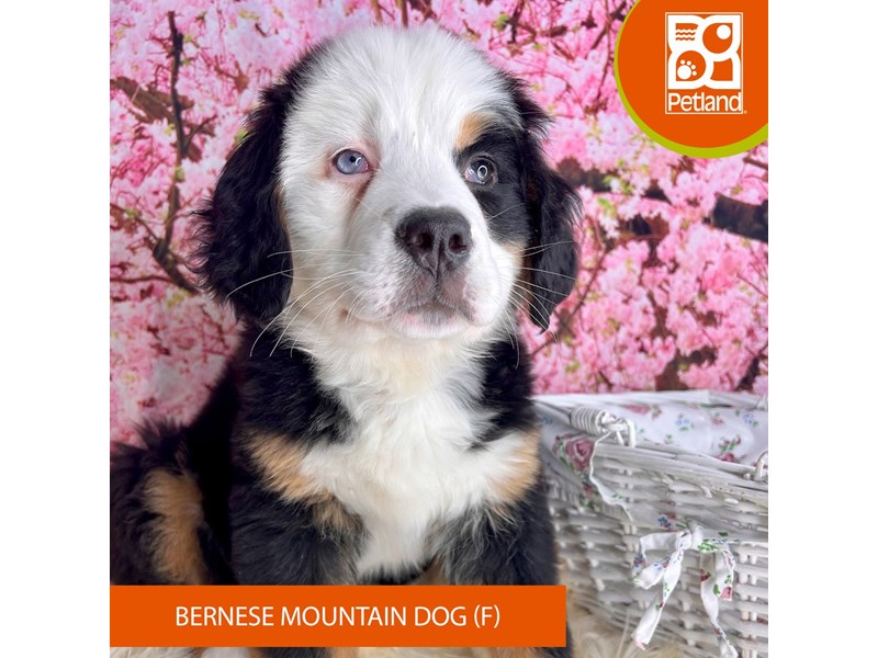 Bernese Mountain Dog - 2278 Image #1