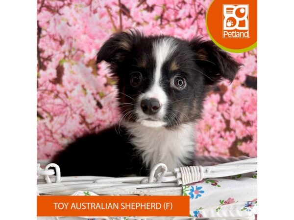 Toy Australian Shepherd – 2277