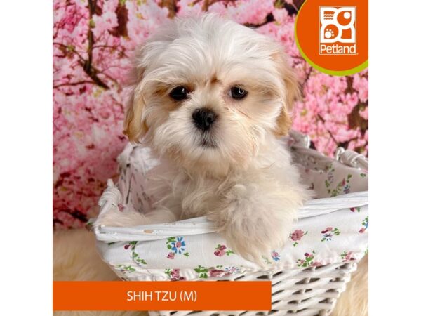Shih Tzu – 2276