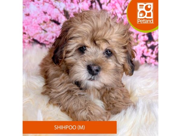 Shihpoo-Dog-Male-Brown-2275-Petland Beavercreek, OH