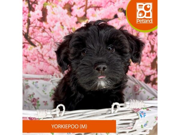 Yorkiepoo – 2272