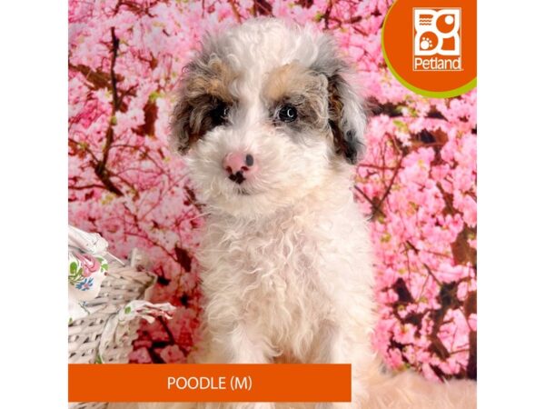 Poodle – 2271