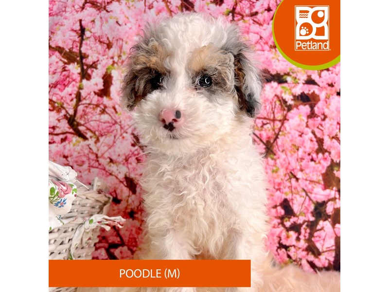Poodle - 2271 Image #1