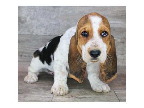 Basset Hound – 2288