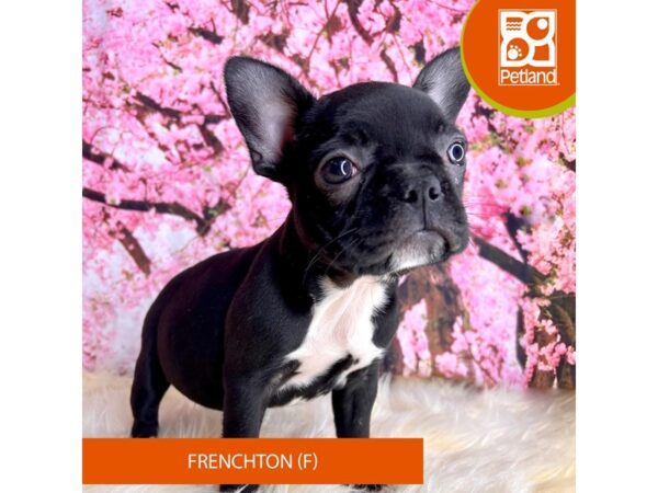 Frenchton – 2284