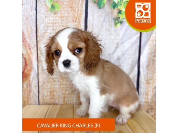Cavalier King Charles Spaniel – 2294