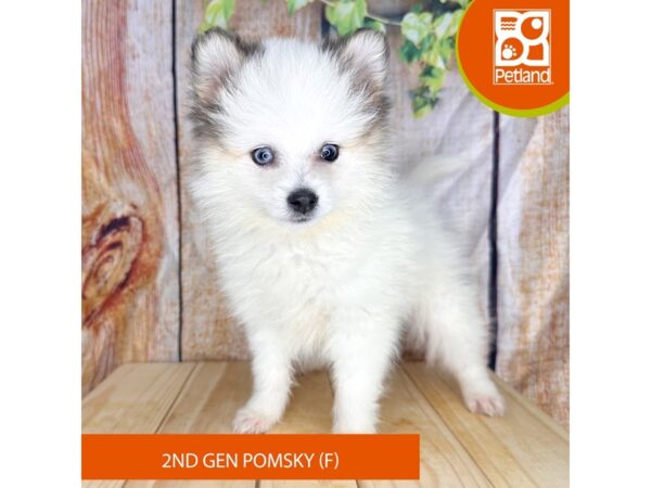 Pomsky 2nd Gen – 2295