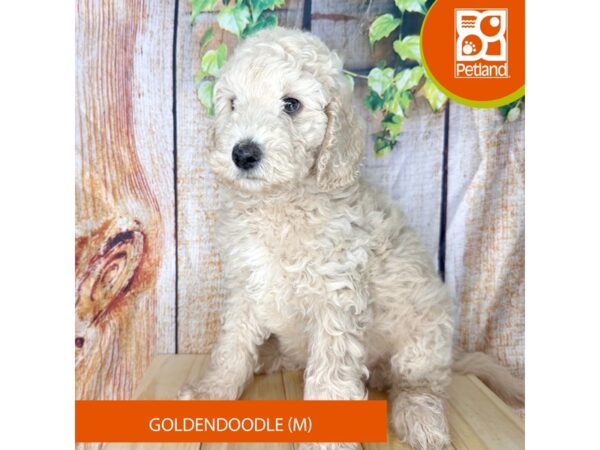 Goldendoodle – 2296