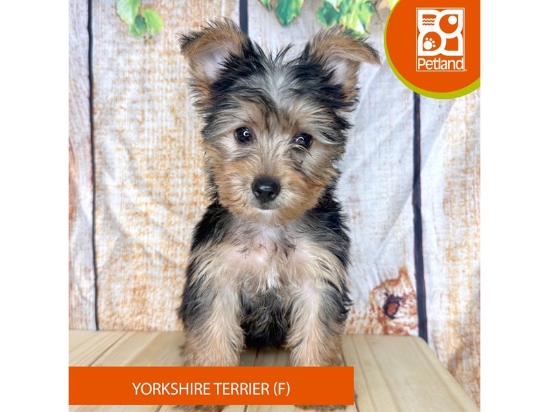 Yorkshire Terrier - 2297 Image #1