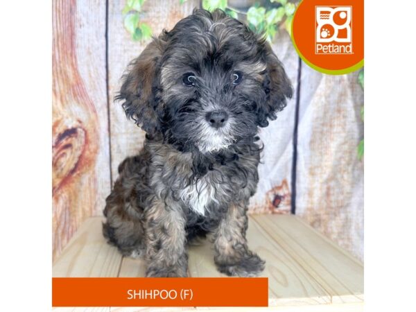 Shihpoo – 2300