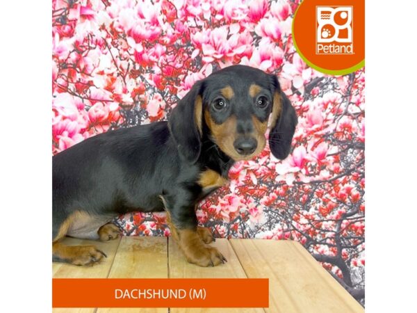 Dachshund – 2306