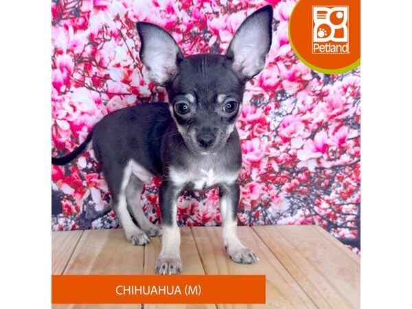 Chihuahua – 2305