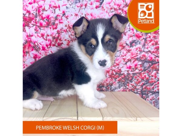 Pembroke Welsh Corgi – 2304