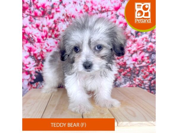 Teddy Bear – 2303