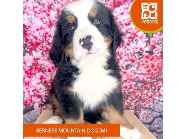 Bernese Mountain Dog – 2302