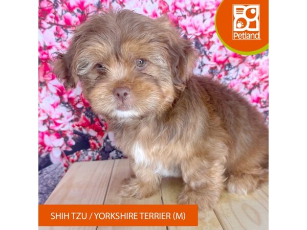Shih Tzu/Yorkshire Terrier – 2301