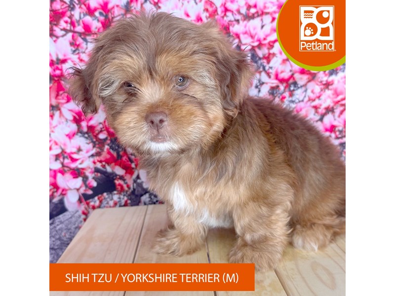 Shih Tzu/Yorkshire Terrier - 2301 Image #1