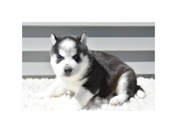 Siberian Husky – 2307