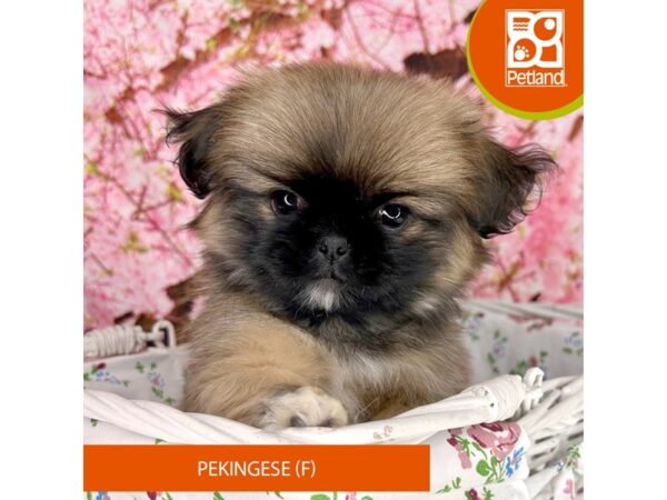 Pekingese – 2261