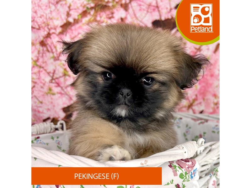 Pekingese - 2261 Image #1