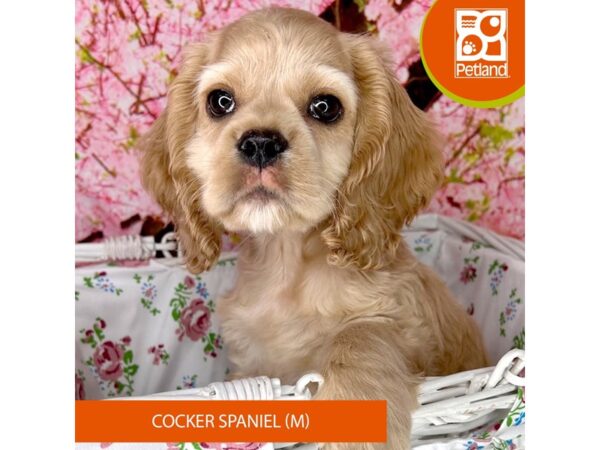 Cocker Spaniel – 2263