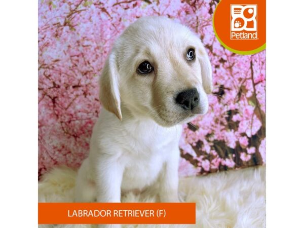 Labrador Retriever – 2287