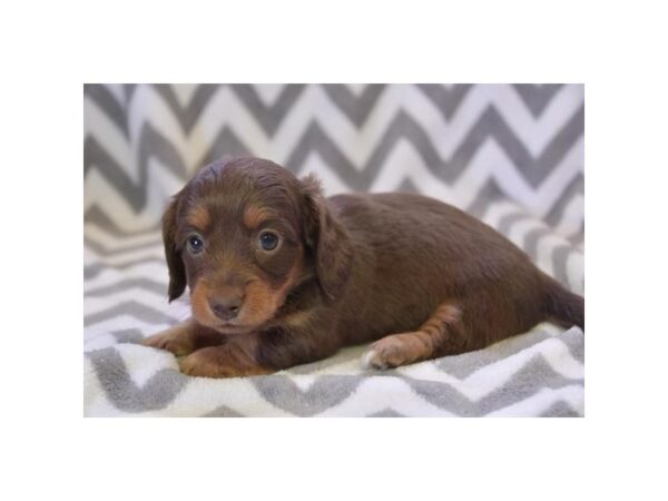Dachshund – 2308