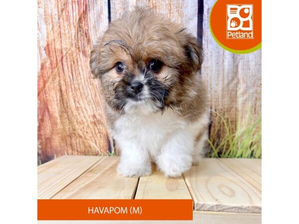 HavaPom-Dog-Male--2314-Petland Beavercreek, OH