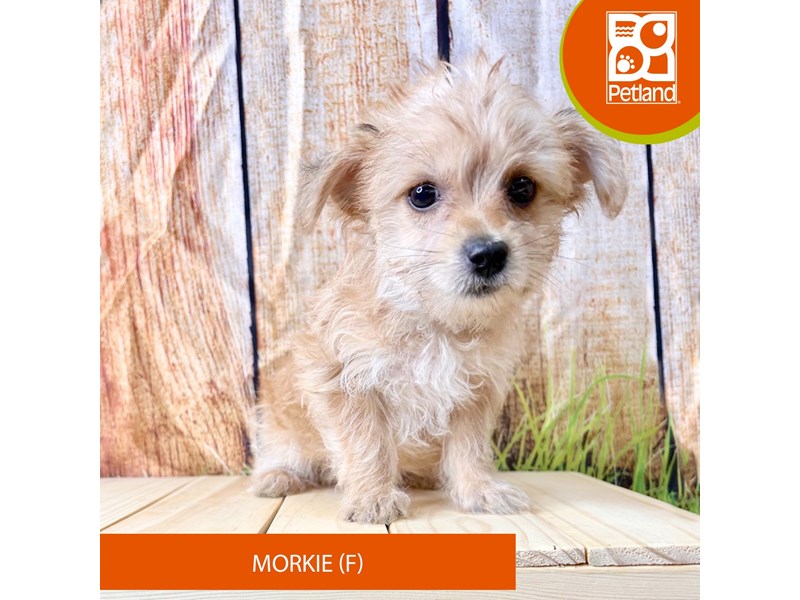 Puppies Available for Sale Visit Petland Beavercreek, Ohio!