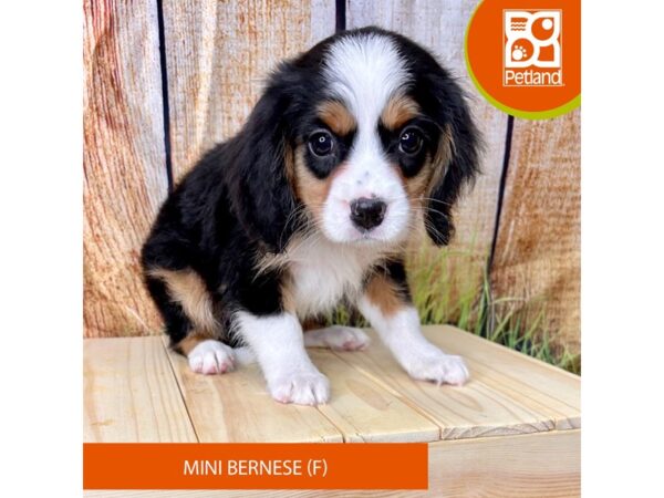 Mini Bernese-Dog-Female-Tri-Colored-2309-Petland Beavercreek, OH