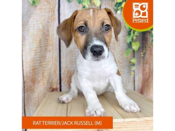 Rat Terrier/Jack Russell Terrier-Dog-Male-Tan / White-2326-Petland Beavercreek, OH