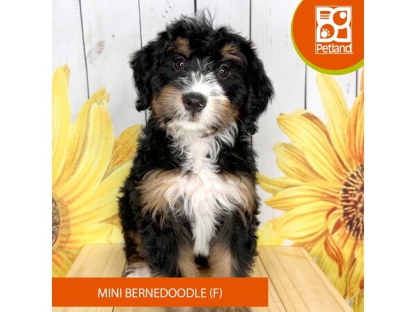 Bernedoodle Mini-Dog-Female-Tri-Colored-2342-Petland Beavercreek, OH