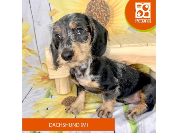 Dachshund – 2399
