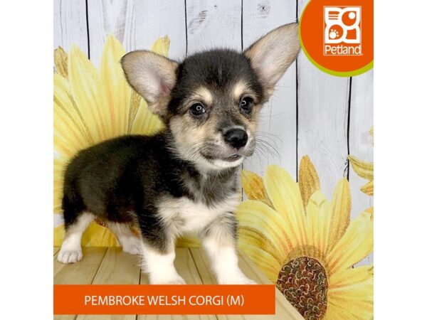 Pembroke Welsh Corgi – 2398