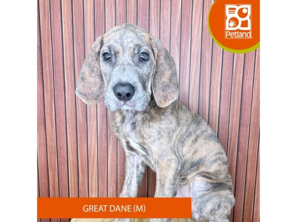 Great Dane – 2415
