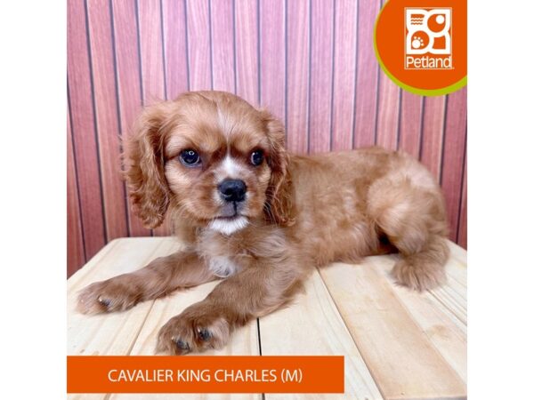 Cavalier King Charles Spaniel – 2414
