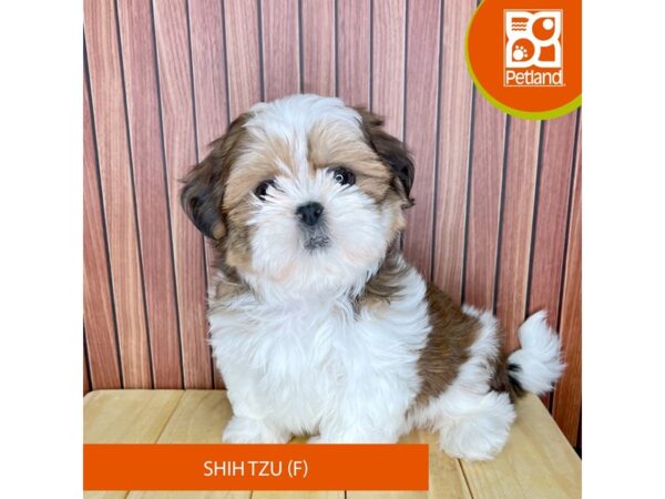 Shih Tzu – 2411