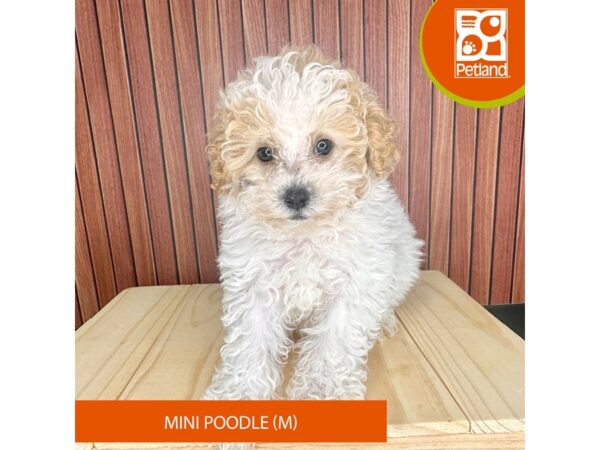 Miniature Poodle – 2424